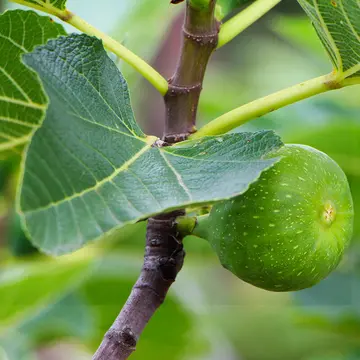 无花果叶的功效与作用详解