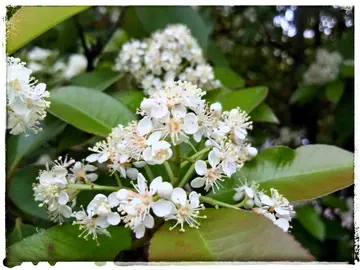 石楠花为什么叫最污花,因其花香特殊？