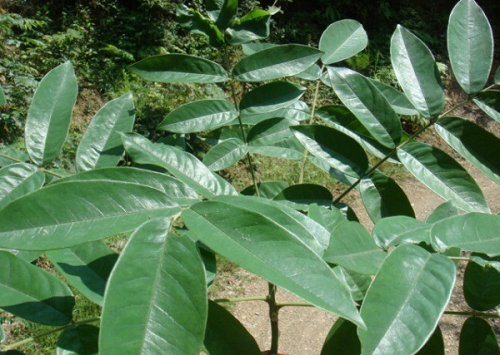 花榈木药用功效是什么 花榈木有哪些药用功效