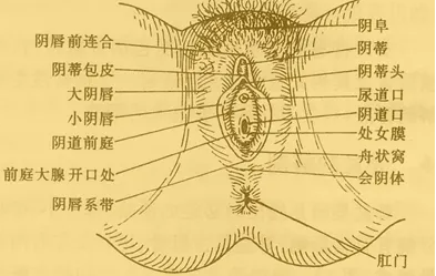 什么阴道好看 什么样的女性私处最完美