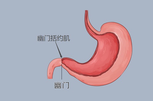 括约肌是什么部位？括约肌是什么结构？